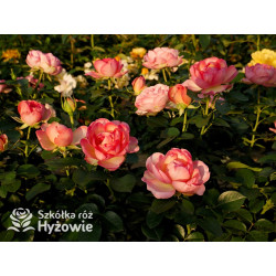 Auguste Escoffier® - Róże Rabatowe -  Auguste Escoffier® - Róże Rabatowe -
