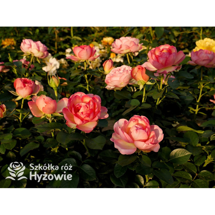 Auguste Escoffier® - Róże Rabatowe -  Auguste Escoffier® - Róże Rabatowe -