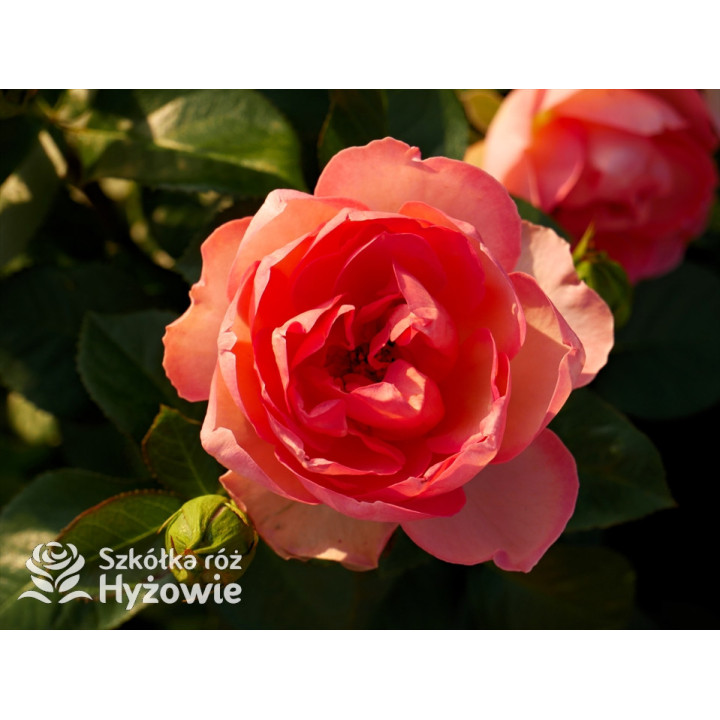 Auguste Escoffier® - Róże Rabatowe -  Auguste Escoffier® - Róże Rabatowe -