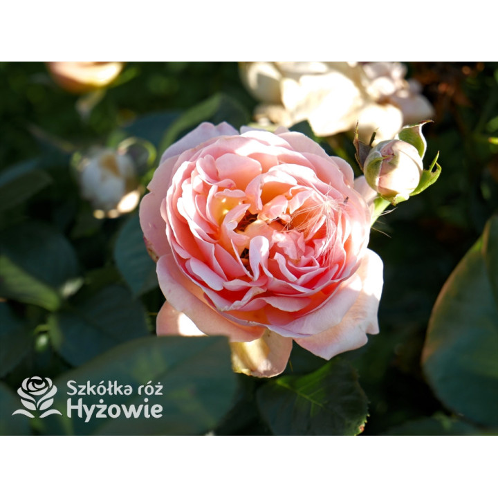 Auguste Escoffier® - Róże Rabatowe -  Auguste Escoffier® - Róże Rabatowe -