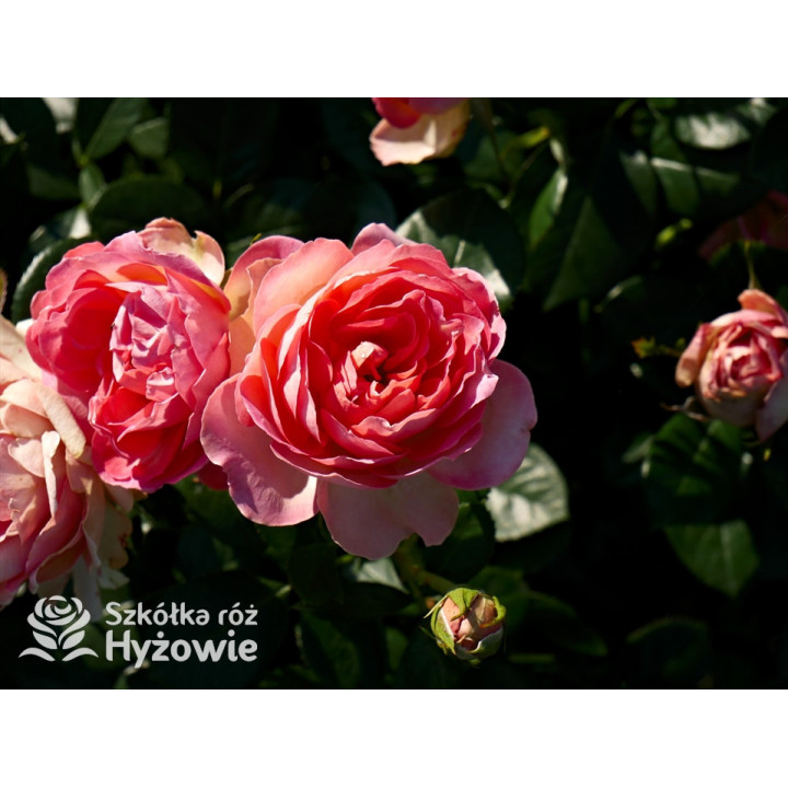 Auguste Escoffier® - Róże Rabatowe -  Auguste Escoffier® - Róże Rabatowe -