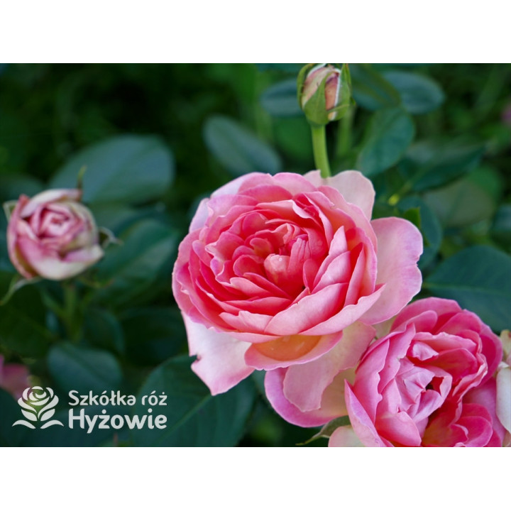 Auguste Escoffier® - Róże Rabatowe -  Auguste Escoffier® - Róże Rabatowe -