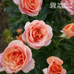 Bengali® - Róże Rabatowe -