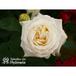 'Chopin' - Róże Wielkokwiatowe - 