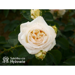 'Chopin' - Róże Wielkokwiatowe - 