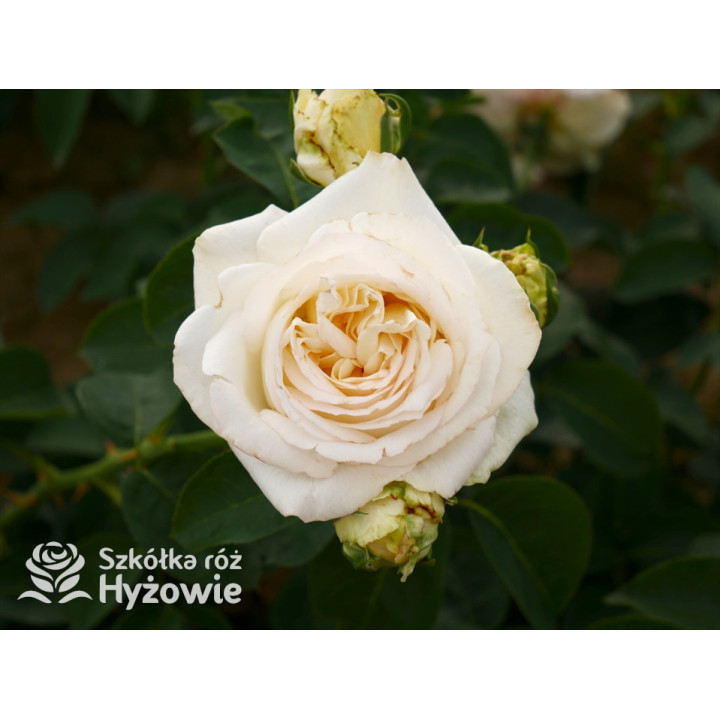 'Chopin' - Róże Wielkokwiatowe - 