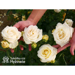 'Chopin' - Róże Wielkokwiatowe - 