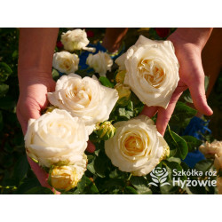 'Chopin' - Róże Wielkokwiatowe - 