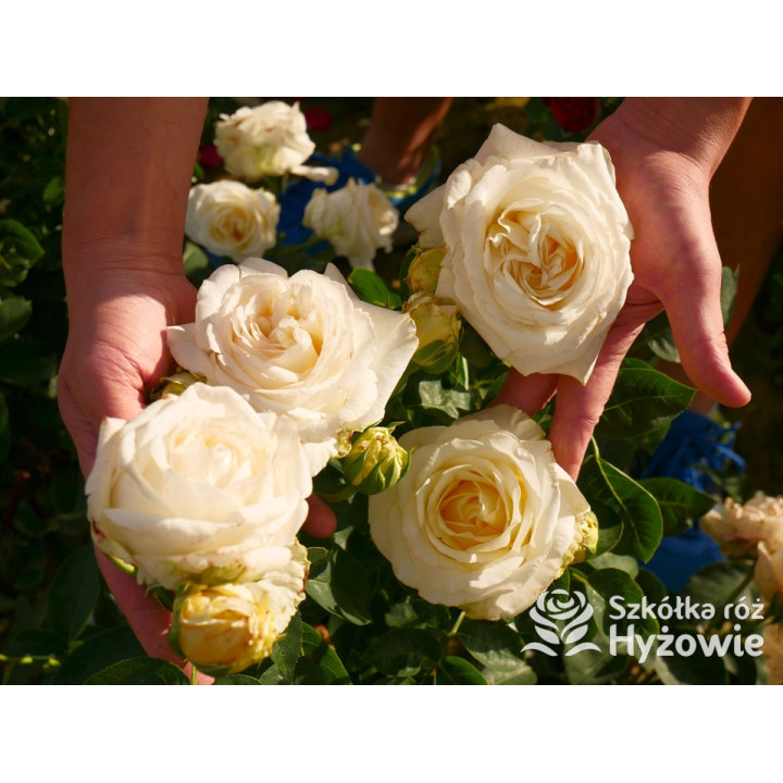 'Chopin' - Róże Wielkokwiatowe - 