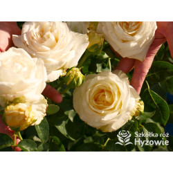 'Chopin' - Róże Wielkokwiatowe - 