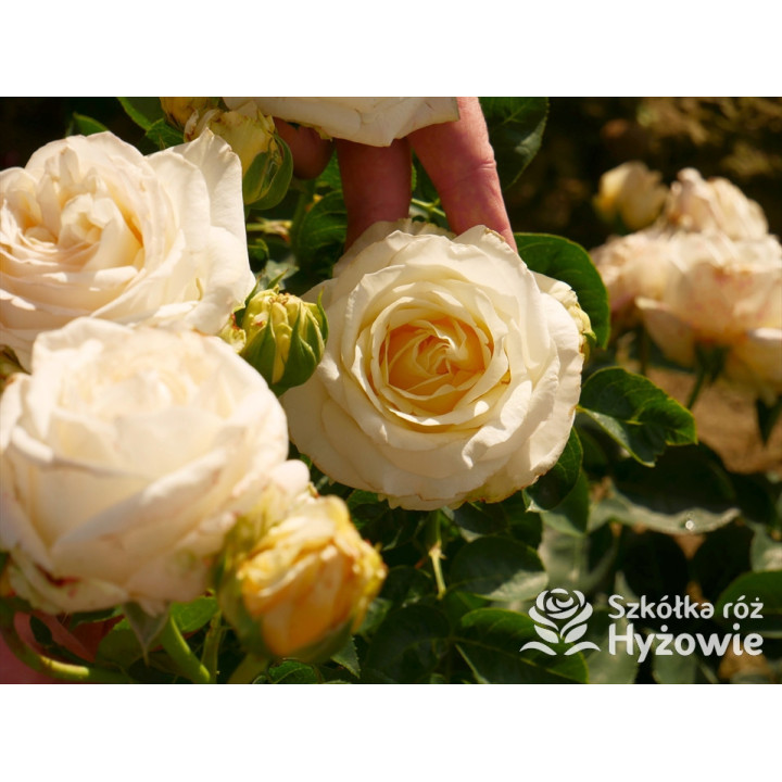 'Chopin' - Róże Wielkokwiatowe - 
