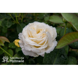 'Chopin' - Róże Wielkokwiatowe - 