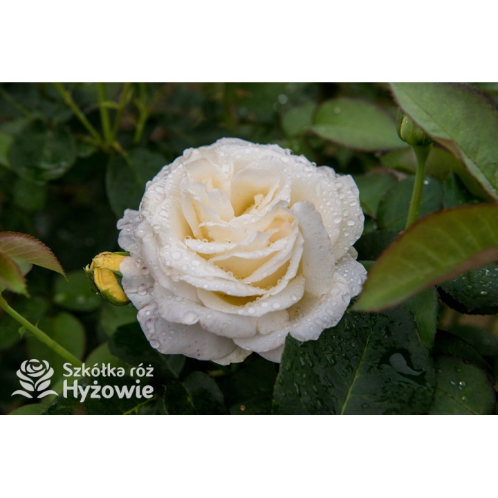 'Chopin' - Róże Wielkokwiatowe - 