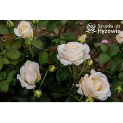 'Chopin' - Róże Wielkokwiatowe - 