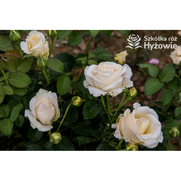 'Chopin' - Róże Wielkokwiatowe - 