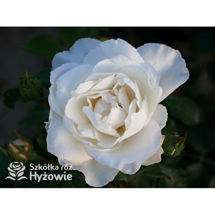 Crazy in Love Pure™ - Róże Pnące - 