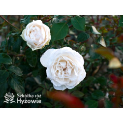 Crazy in Love Pure™ - Róże Pnące - 