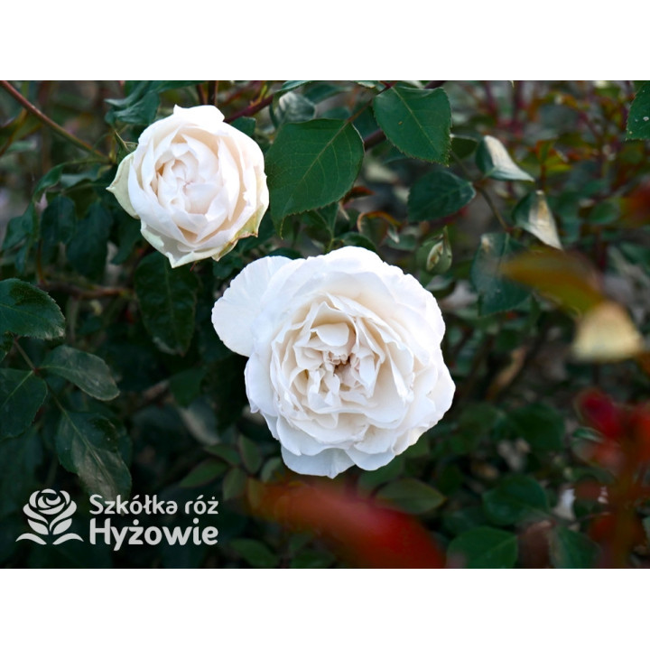 Crazy in Love Pure™ - Róże Pnące - 