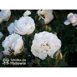 Crazy in Love Pure™ - Róże Pnące - 