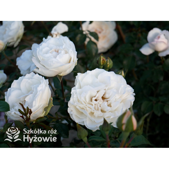 Crazy in Love Pure™ - Róże Pnące - 