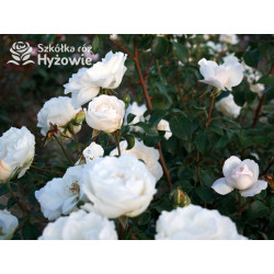 Crazy in Love Pure™ - Róże Pnące - 