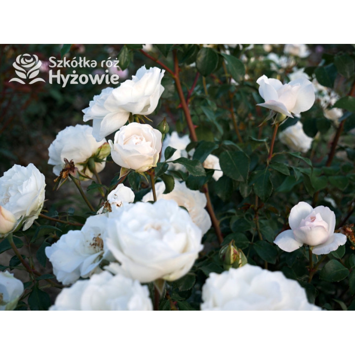 Crazy in Love Pure™ - Róże Pnące - 