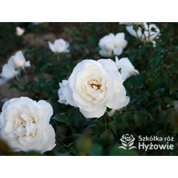 Crazy in Love Pure™ - Róże Pnące - 