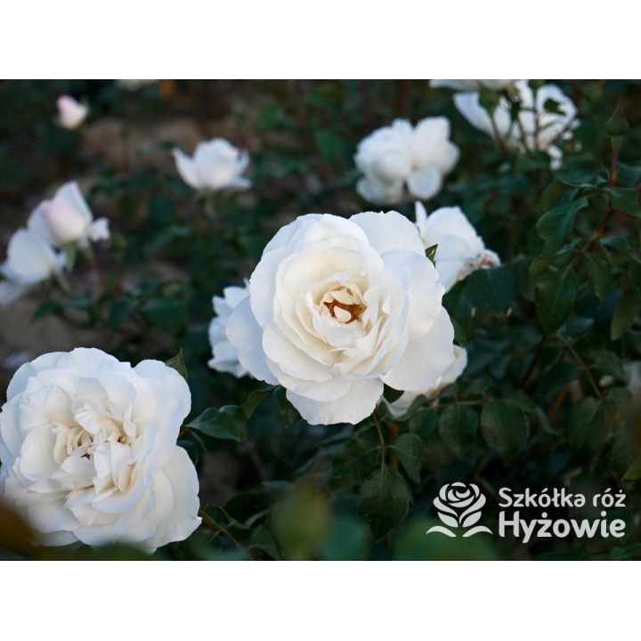 Crazy in Love Pure™ - Róże Pnące - 