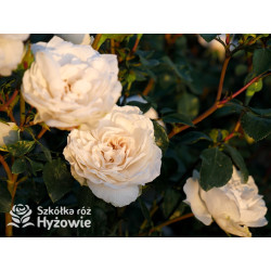 Crazy in Love Pure™ - Róże Pnące - 