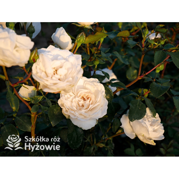 Crazy in Love Pure™ - Róże Pnące - 