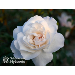 Crazy in Love Pure™ - Róże Pnące - 