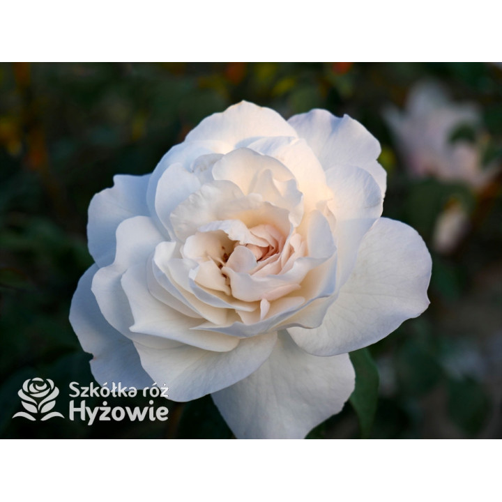 Crazy in Love Pure™ - Róże Pnące - 