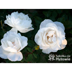 Crazy in Love Pure™ - Róże Pnące - 