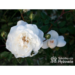 Crazy in Love Pure™ - Róże Pnące - 