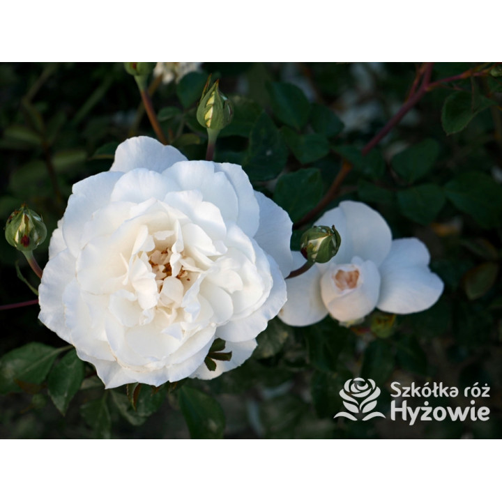 Crazy in Love Pure™ - Róże Pnące - 