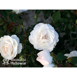 Crazy in Love Pure™ - Róże Pnące - 