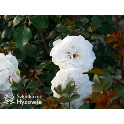 Crazy in Love Pure™ - Róże Pnące - 