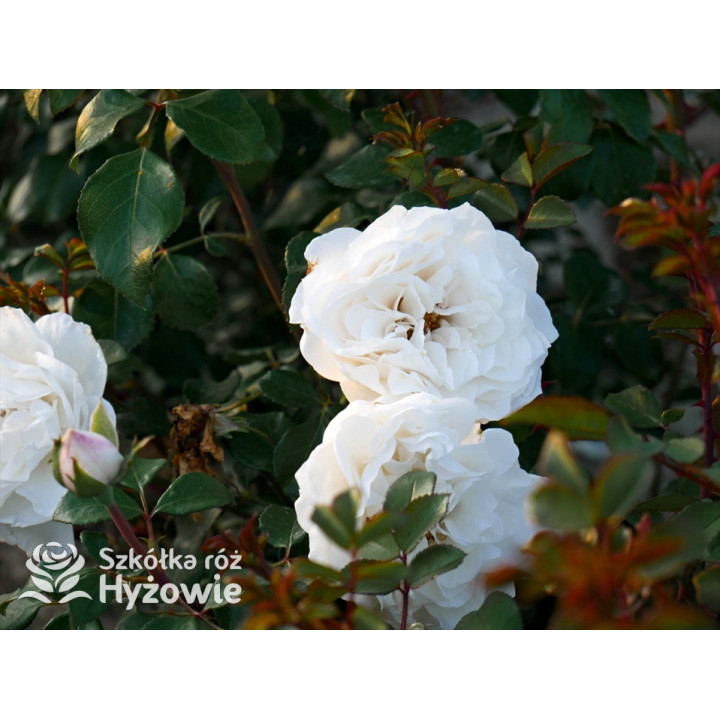 Crazy in Love Pure™ - Róże Pnące - 