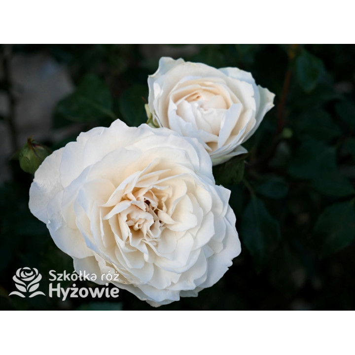 Crazy in Love Pure™ - Róże Pnące - 