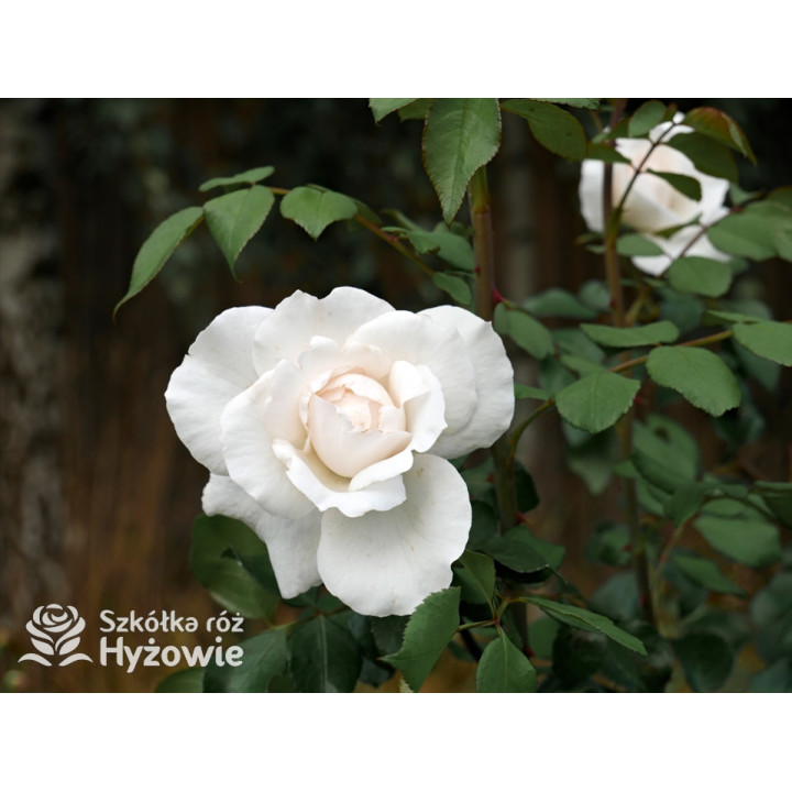 Crazy in Love Pure™ - Róże Pnące - 