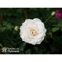 Crazy in Love Pure™ - Róże Pnące - 