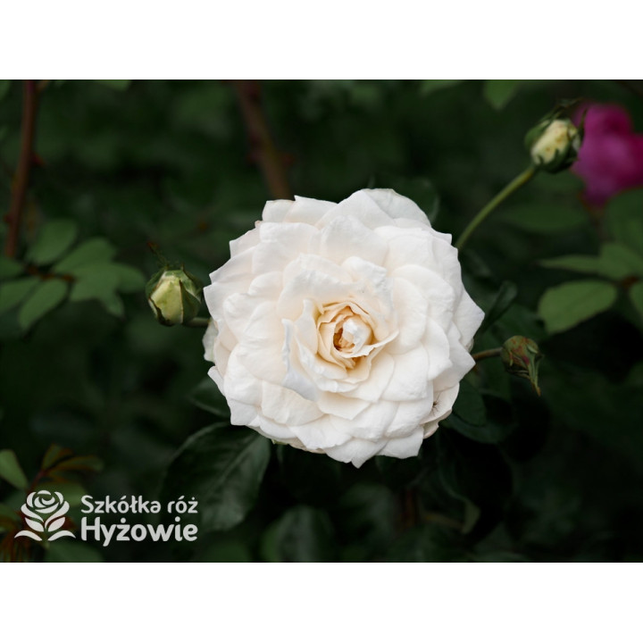 Crazy in Love Pure™ - Róże Pnące - 