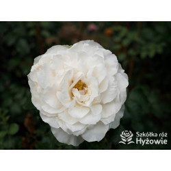 Crazy in Love Pure™ - Róże Pnące - 