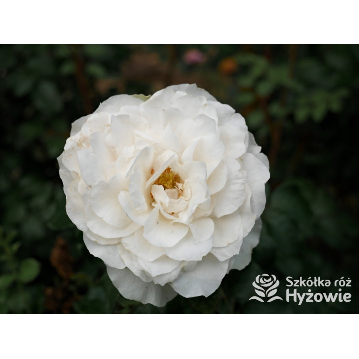 Crazy in Love Pure™ - Róże Pnące - 