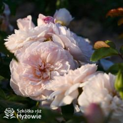 Elizabeth™ (Ausmajesty) - David Austin® Róże Angielskie -