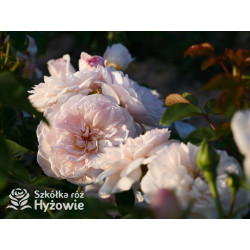 Elizabeth™ (Ausmajesty) - David Austin® Róże Angielskie - 