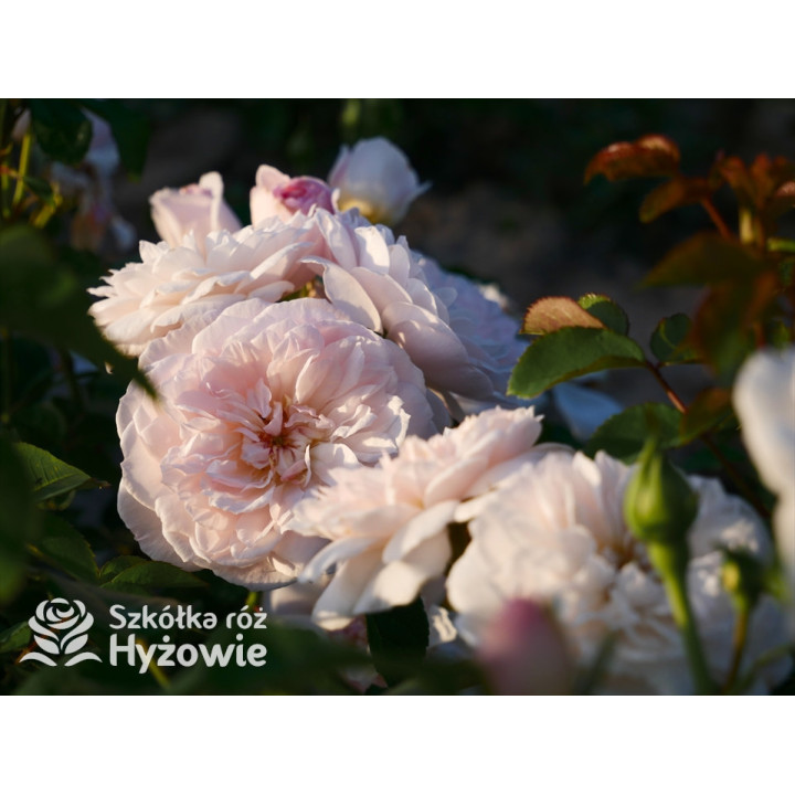 Elizabeth™ (Ausmajesty) - David Austin® Róże Angielskie - 