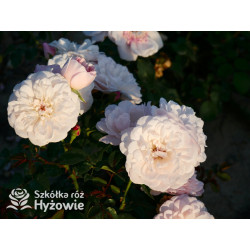 Elizabeth™ (Ausmajesty) - David Austin® Róże Angielskie - 