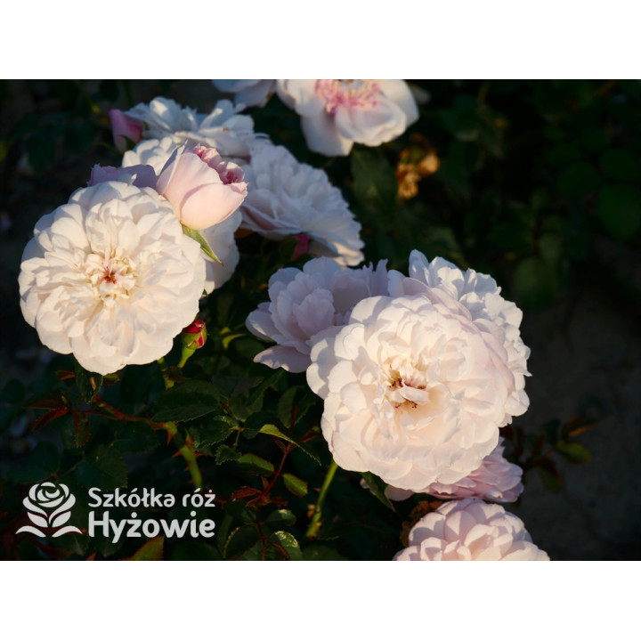 Elizabeth™ (Ausmajesty) - David Austin® Róże Angielskie - 