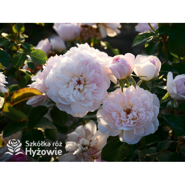 Elizabeth™ (Ausmajesty) - David Austin® Róże Angielskie - 